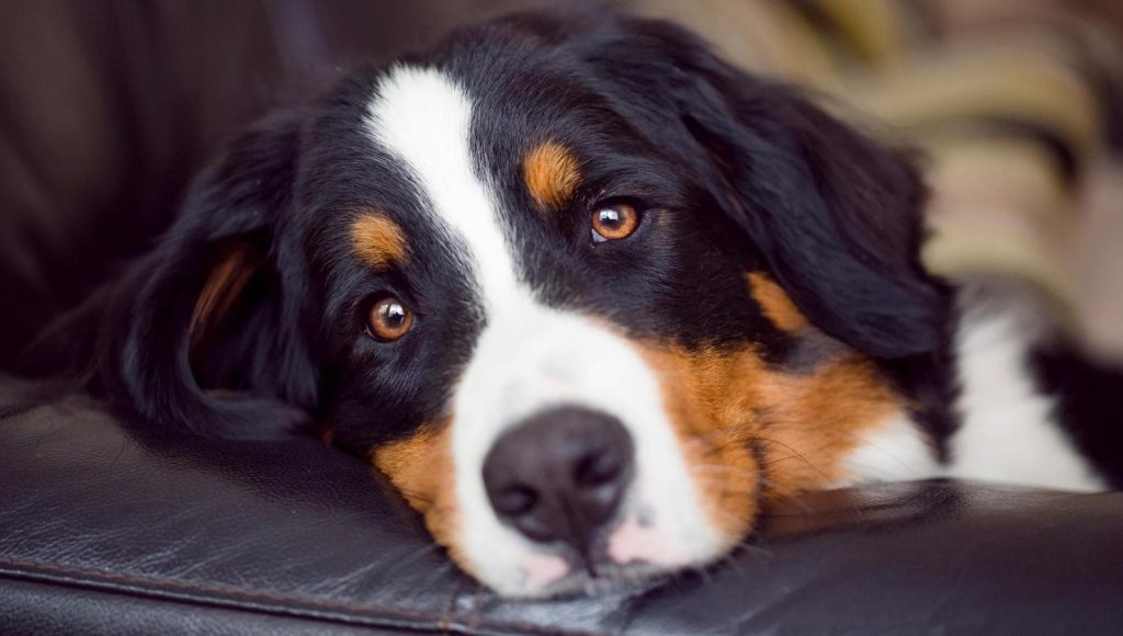 Comportamenti comuni del cane che potrebbero nascondere segnali di dolore