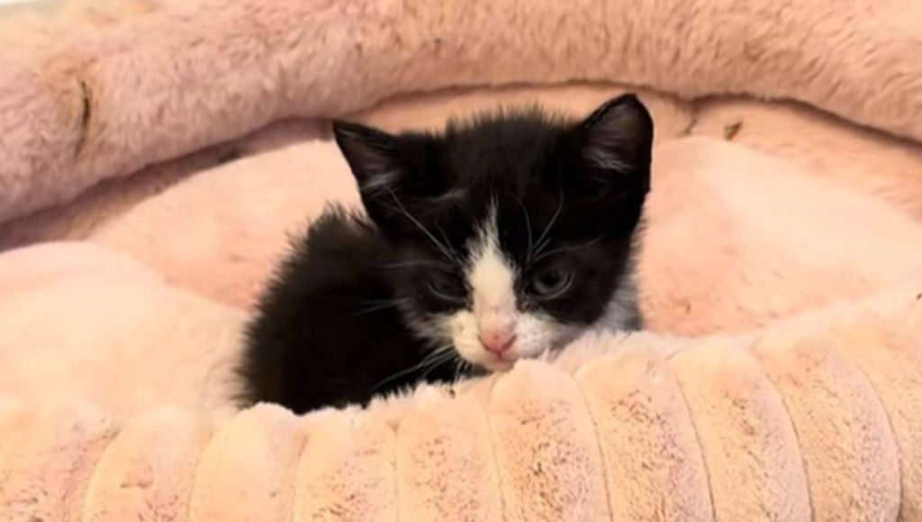 Lacrime per Lieutenant Dan: il gatto Manx cerca di giocare con i suoi fratelli.