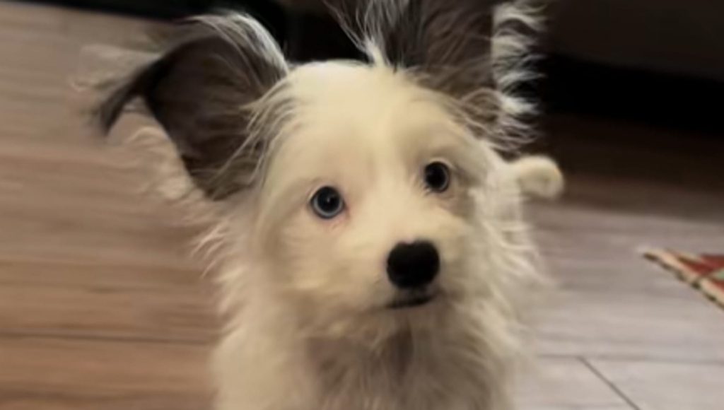 Sage, il cane dalle orecchie straordinarie, supera ogni avversità con il suo spirito unico