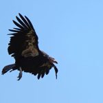 I condor della California nidificano nel Pacific Northwest per la prima volta in un secolo.