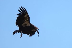 I condor della California nidificano nel Pacific Northwest per la prima volta in un secolo.