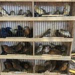 Mercati all’aperto: focolai di un virus mortale per pappagalli e ara.