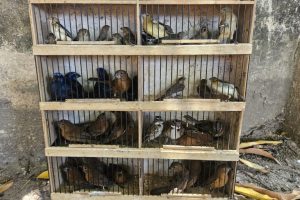 Mercati all’aperto: focolai di un virus mortale per pappagalli e ara.