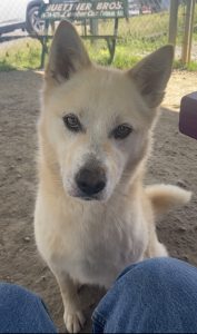 Bowie, il cane stellare che cerca un padrone per brillare insieme!