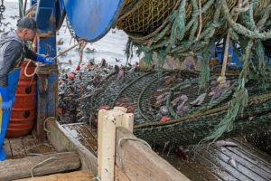 Dopo 25 anni dalla dichiarazione di “disastro”, la principale pesca USA torna a fiorire.