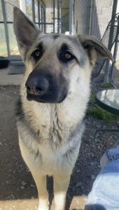 Incontra Minerva: la dolce gattina in cerca di amore e una nuova casa.