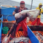 Aumento della pesca di polpi nel Pacifico meridionale: intervento necessario per la sostenibilità.