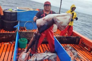 Aumento della pesca di polpi nel Pacifico meridionale: intervento necessario per la sostenibilità.