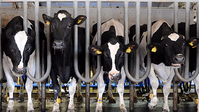 Come l’industria della carne ignora le emissioni nel dibattito sul cambiamento climatico