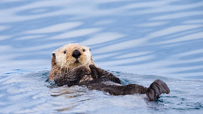 Biodiversità britannica: la fauna locale si prepara ad apparire sulle nuove banconote.
