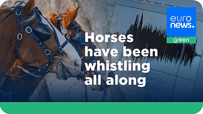 Cavalli nitriscono per socializzare: scopri il significato del loro verso affascinante.