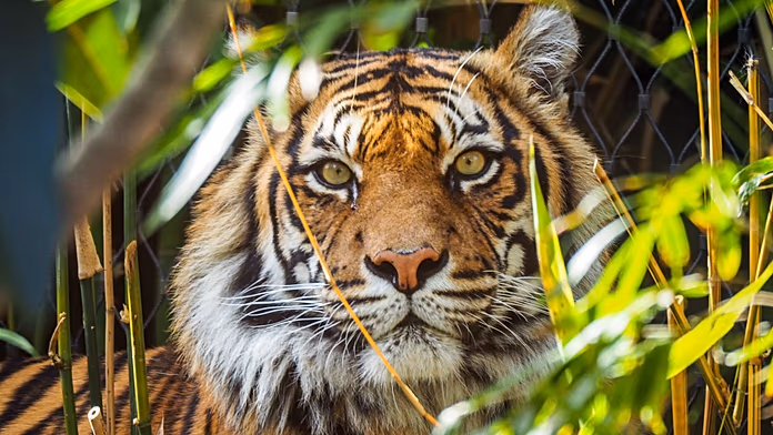 Eroi della natura: storie ispiratrici di animali che cambiano il futuro ambientale nel 2026.