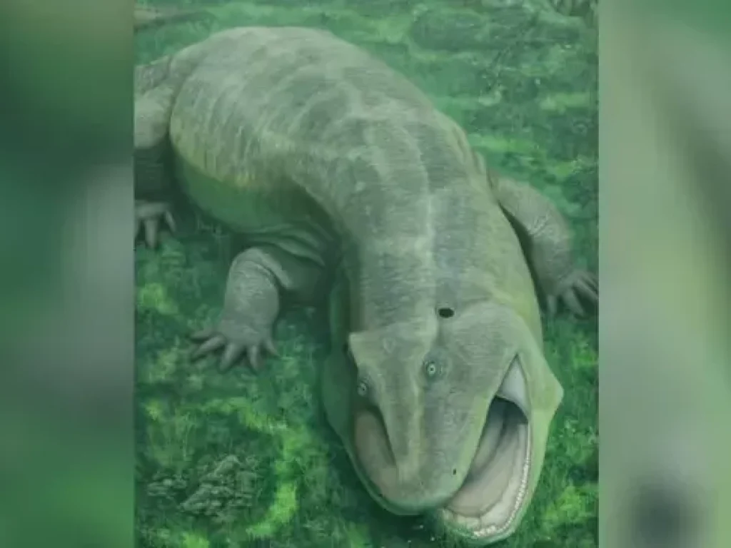 Scoperta la salamandra Tanyca amnicola con mandibola contorta, vissuta 275 milioni di anni fa