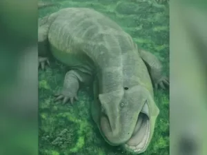 Scoperta la salamandra Tanyca amnicola con mandibola contorta, vissuta 275 milioni di anni fa