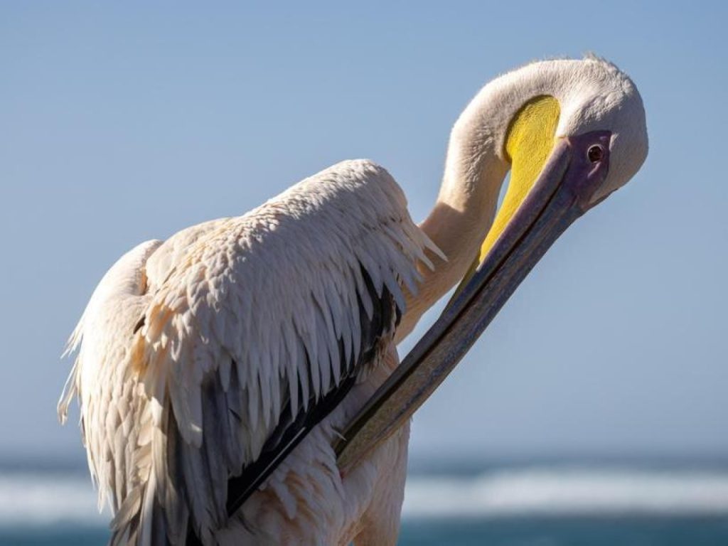 Il pellicano che non sa volare diventato mascotte del villaggio di pescatori