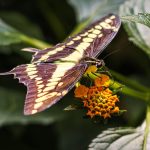 Insetti tropicali a rischio: in difficoltà con il caldo, gravi conseguenze
