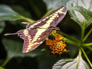 Insetti tropicali a rischio: in difficoltà con il caldo, gravi conseguenze