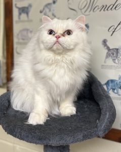 FiFi, la gatta persiana: un mix irresistibile di gioco e grazia.