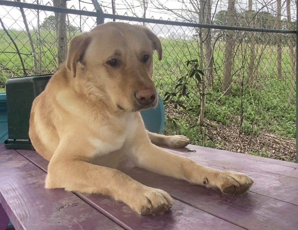 Buddy: il cane adorabile che cerca una famiglia amorevole. Scopri la sua storia!