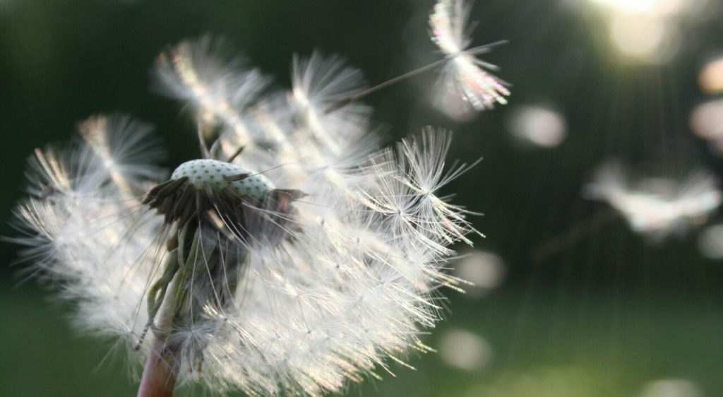 Bucato a prova di allergia: stendi dopo le 12 per prevenire il polline!
