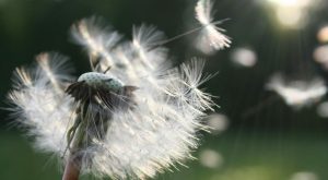 Bucato a prova di allergia: stendi dopo le 12 per prevenire il polline!