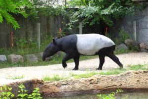 Immagini di trappole fotografiche svelano dettagli affascinanti sui tapiro della Thailandia.