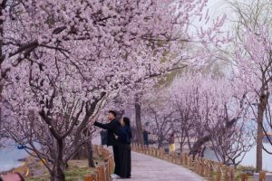 Fioriture primaverili: un viaggio fotografico da Tokyo a Messico attraverso i fiori che sbocciano.