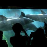 Resort di Singapore interrompe la controversa acquisizione e riproduzione dei delfini.