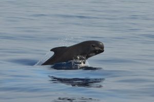 Stranding di capodogli in Indonesia: preoccupazioni per la salute degli oceani.