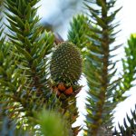 Il ripristino della Foresta Atlantica del Brasile dipende dal mercato delle piante autoctone.