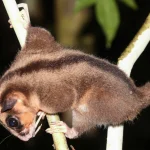 Due marsupiali ritenuti estinti da 6.000 anni ritrovati vivi in Papua Indonesiana.