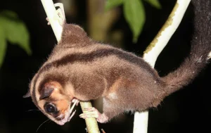 Due marsupiali ritenuti estinti da 6.000 anni ritrovati vivi in Papua Indonesiana.