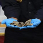 Autorità portuali di Jakarta sequestrano 3 tonnellate di squame di pangolino in un container.