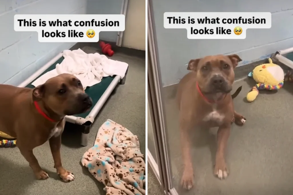 Cane in attesa di adozione per 400 giorni torna al canile: cosa è successo?