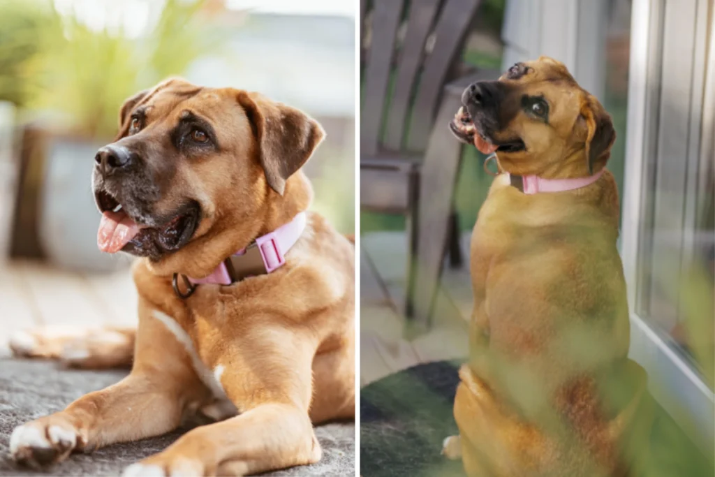 Salvata un cane dal commercio di carne in Corea: i risultati del DNA sorprendono.