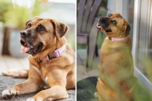 Salvata un cane dal commercio di carne in Corea: i risultati del DNA sorprendono.