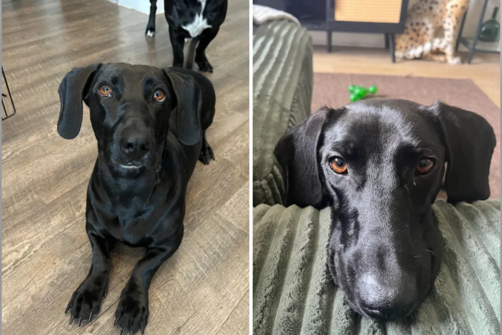 Cani di razza Dachshund e Alano: i sorprendenti cuccioli che nascono dalla loro unione.