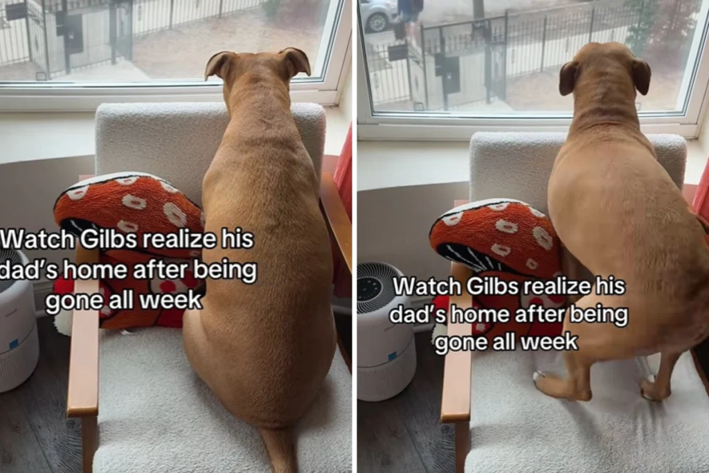 Cane abbandonato aspetta alla finestra: il commovente incontro con il papà a casa.