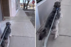 Cane accelera al segnale di stop, il video fa ridere il web!