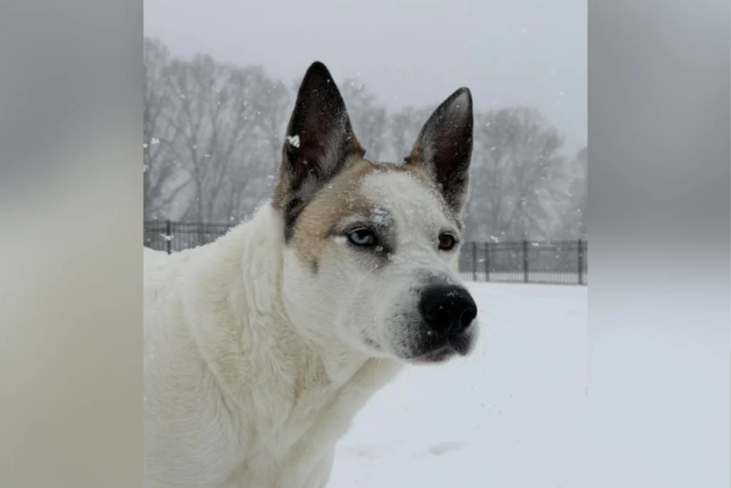 Test del DNA rivela: il mix di Husky è un ‘cane-lupo’ sorprendente!