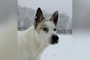 Test del DNA rivela: il mix di Husky è un ‘cane-lupo’ sorprendente!