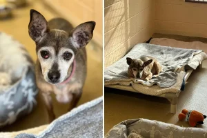 Rifugio riceve chiamata su un cane anziano: scoprono il suo fascicolo del 2016.