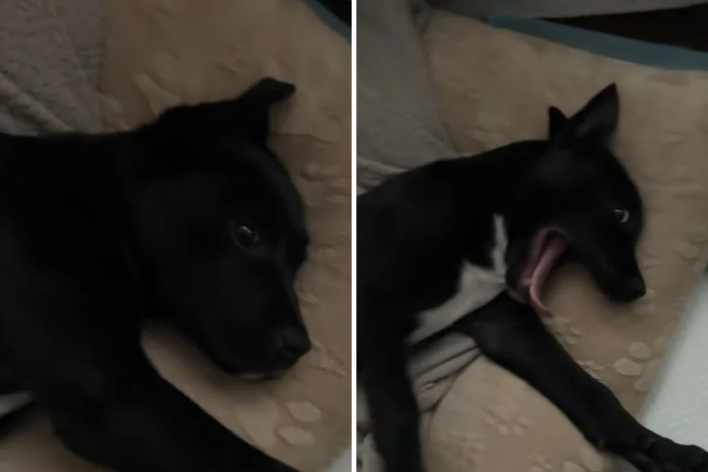 Cucciolo salvato si addormenta felice nel letto: un’incredibile trasformazione da vita all’aperto.