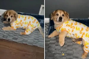 Scoperta incredibile: la padrona rivela l’età del suo ‘cucciolo per sempre’