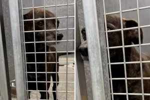 Chihuahua anziano abbandonato in rifugio: nessuna domanda per l’adozione.