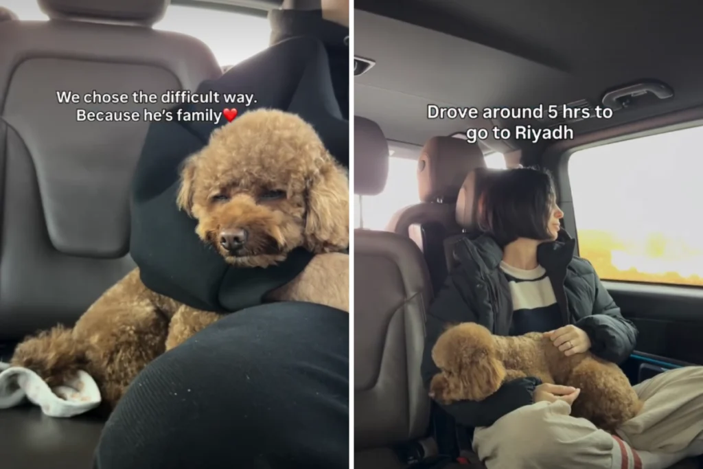 Coppia in fuga dal Medio Oriente rifiuta di abbandonare il cane: un viaggio incredibile.