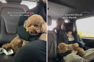 Coppia in fuga dal Medio Oriente rifiuta di abbandonare il cane: un viaggio incredibile.