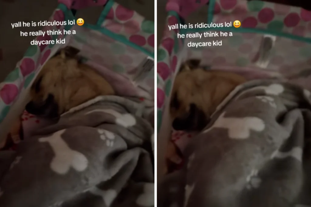 Cane al daycare cerca di riposare come i bambini: risate assicurate!