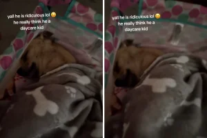 Cane al daycare cerca di riposare come i bambini: risate assicurate!