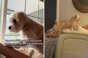 Il dog sitter del Shih Tzu: vietato usare il telefono, regole ferree da rispettare!